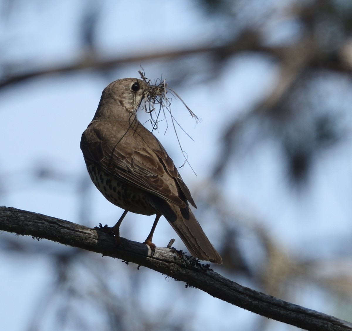 Mistle Thrush - ML620551995