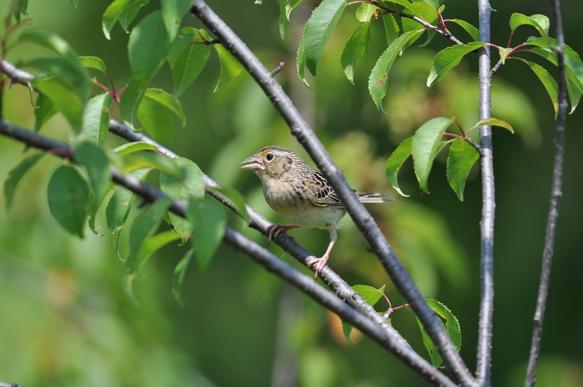 Grasshopper Sparrow - ML620552010