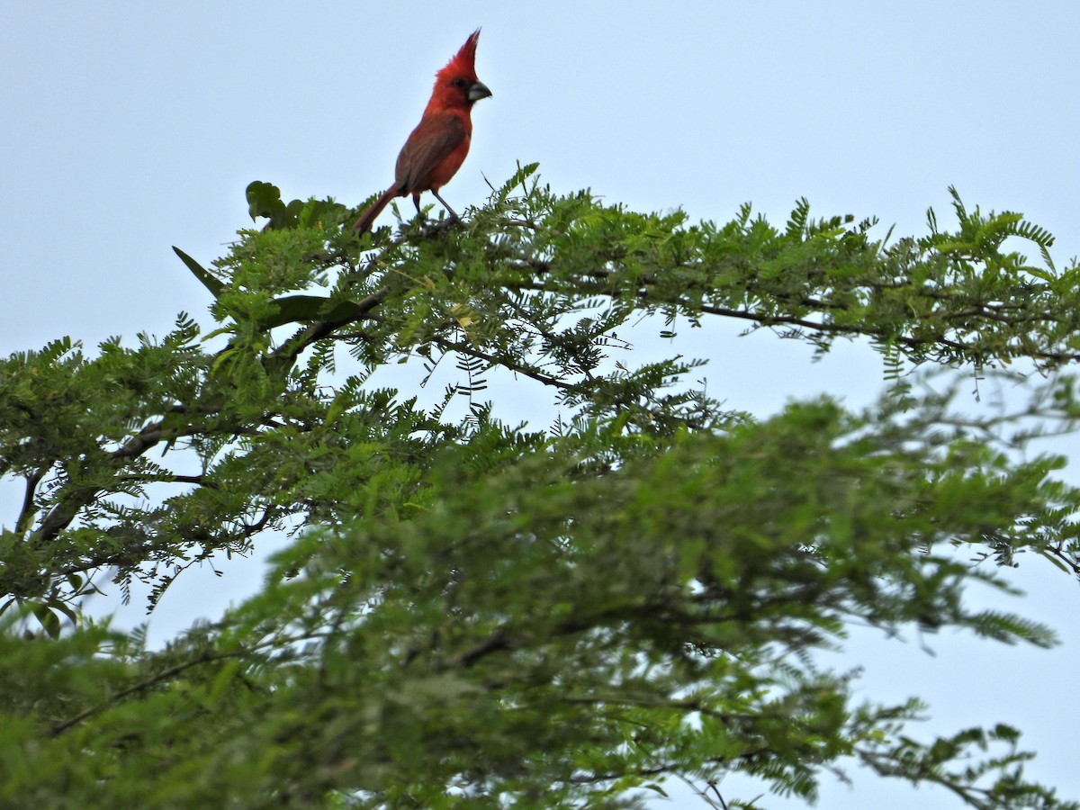 Vermilion Cardinal - ML620552011