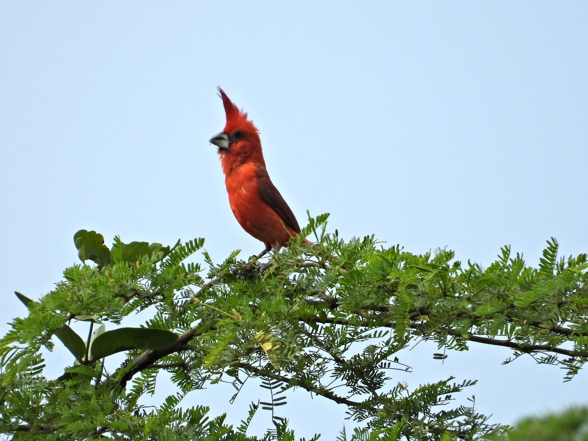Vermilion Cardinal - Ramon Mena