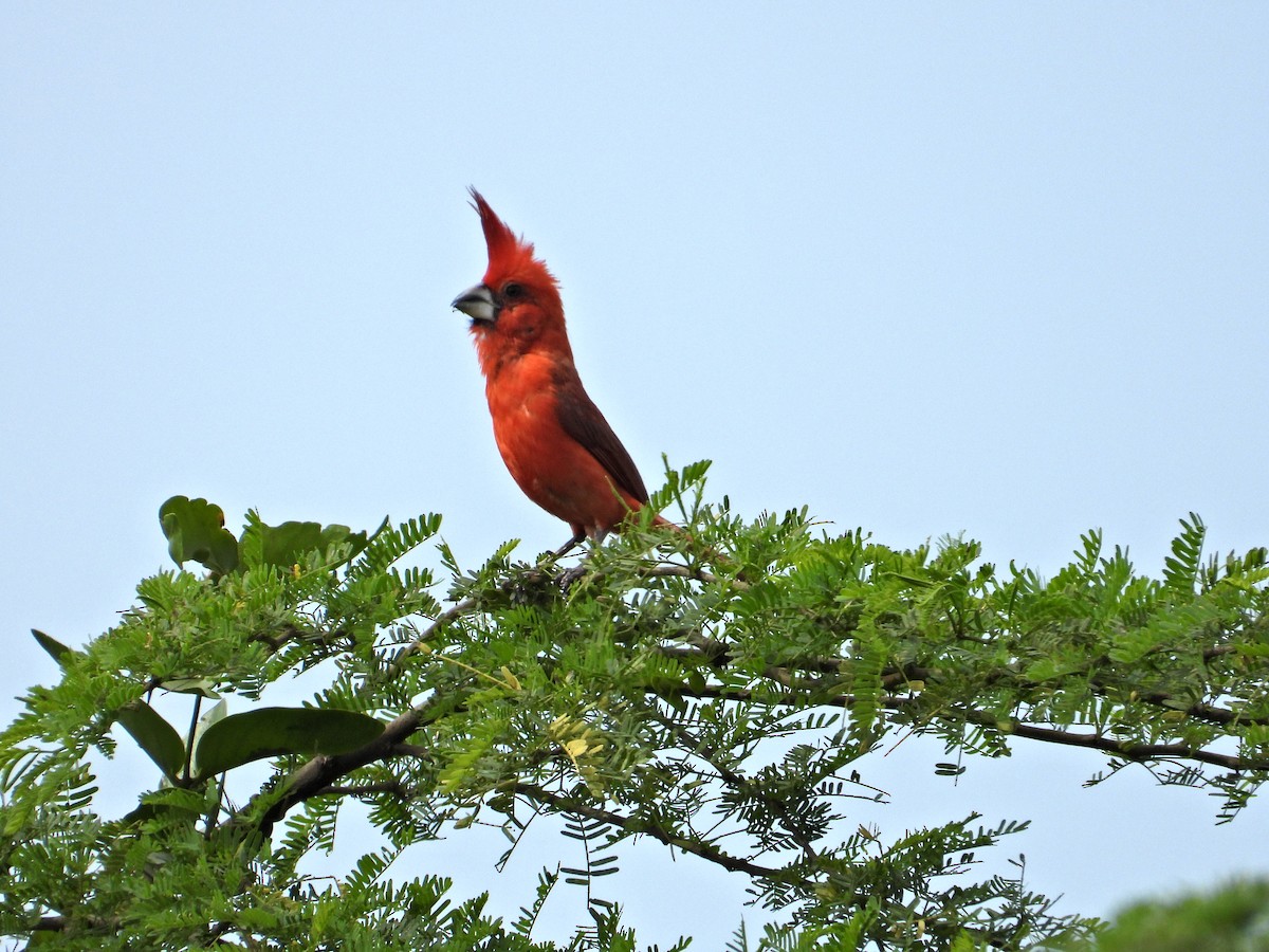 Vermilion Cardinal - ML620552015