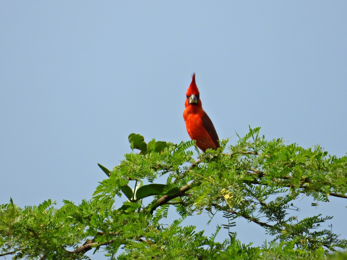 Vermilion Cardinal - Ramon Mena