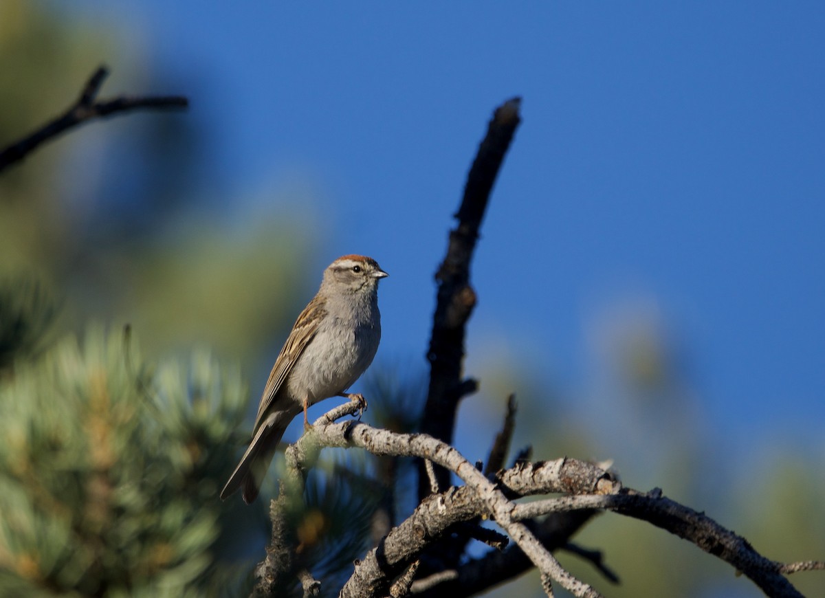 Chipping Sparrow - ML620552043