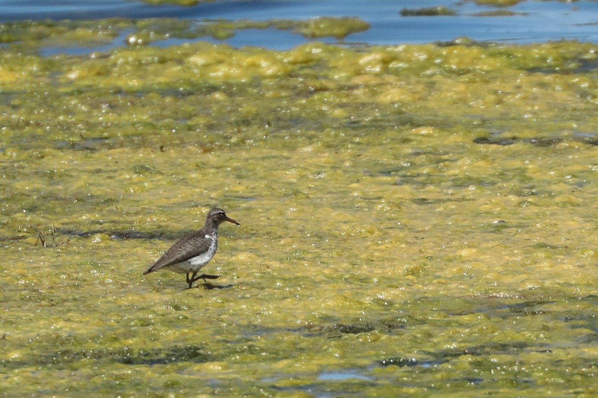 Spotted Sandpiper - ML620552056