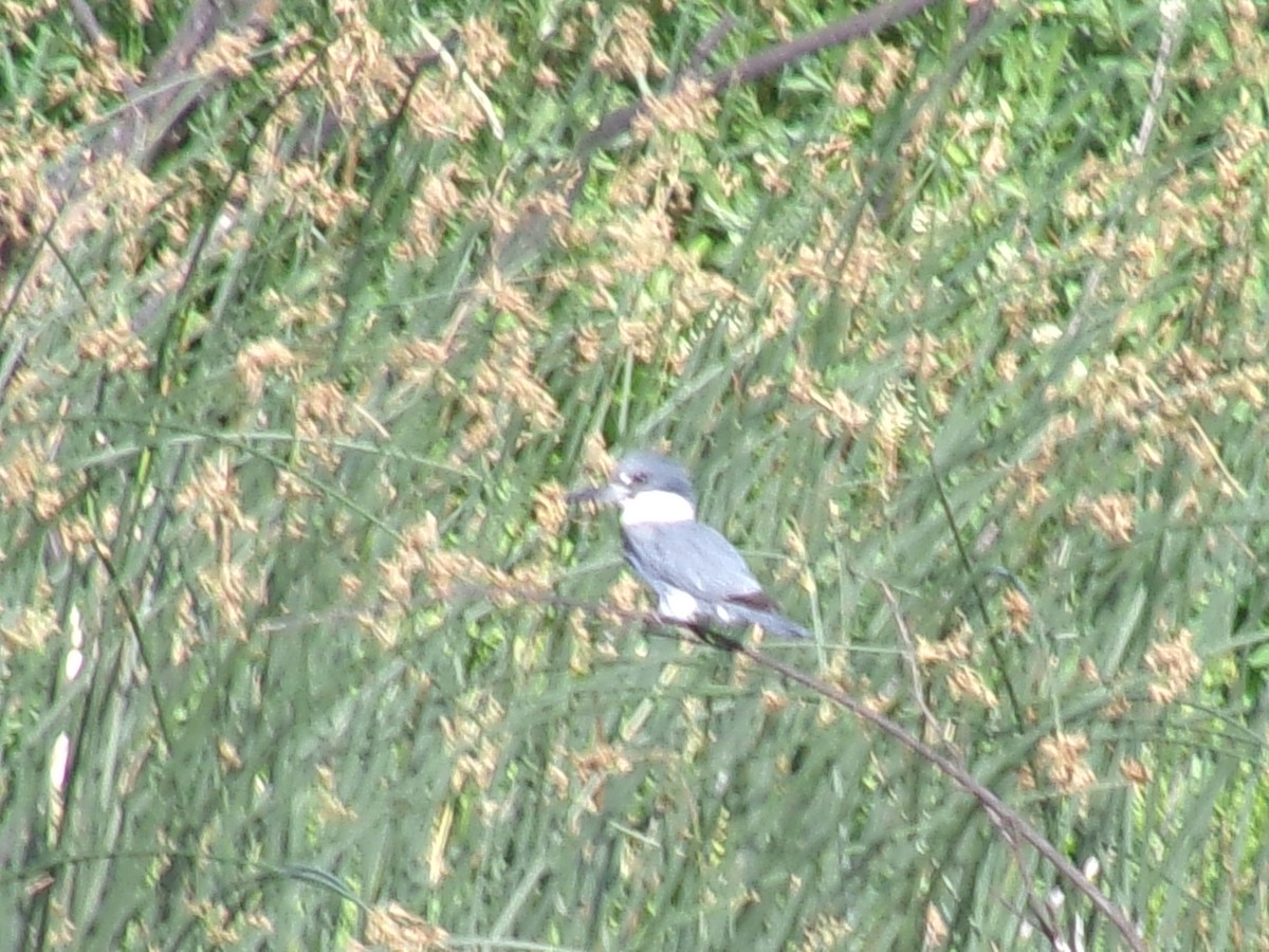 Belted Kingfisher - ML620552059