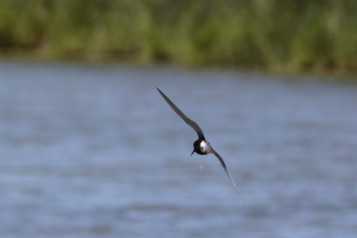 Black Tern - Dominique Berteaux