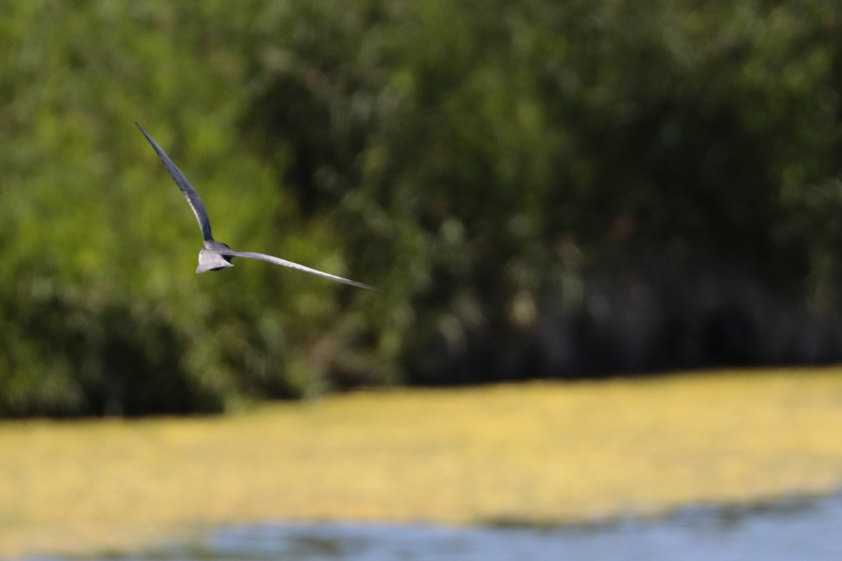 Black Tern - ML620552072