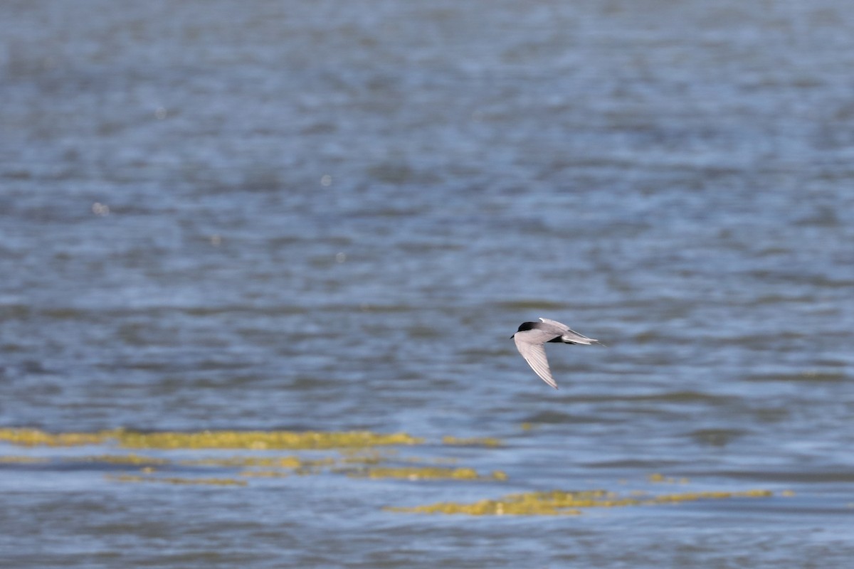 Black Tern - ML620552076