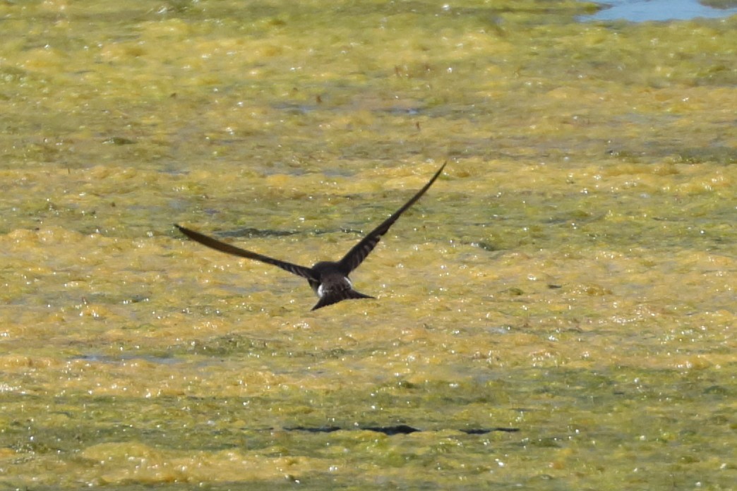 Tree Swallow - ML620552094