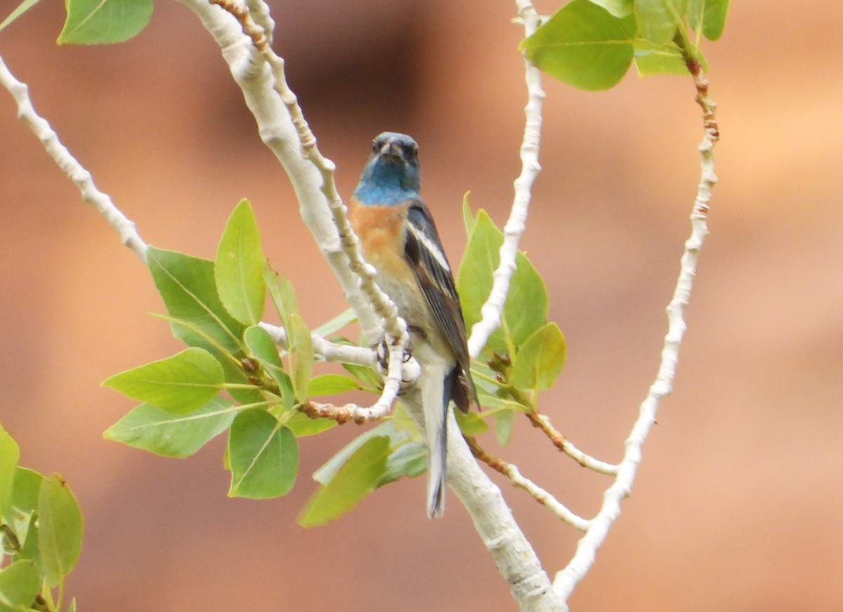 Lazuli Bunting - ML620552098