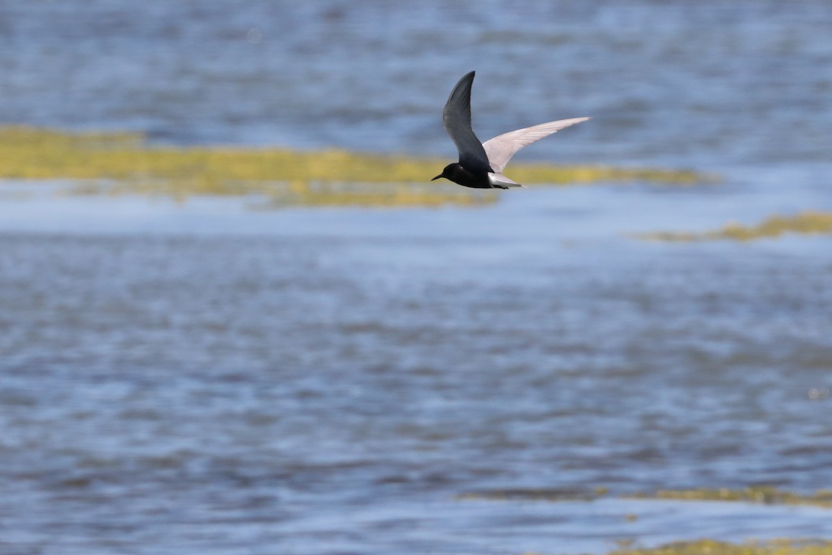 Black Tern - ML620552104