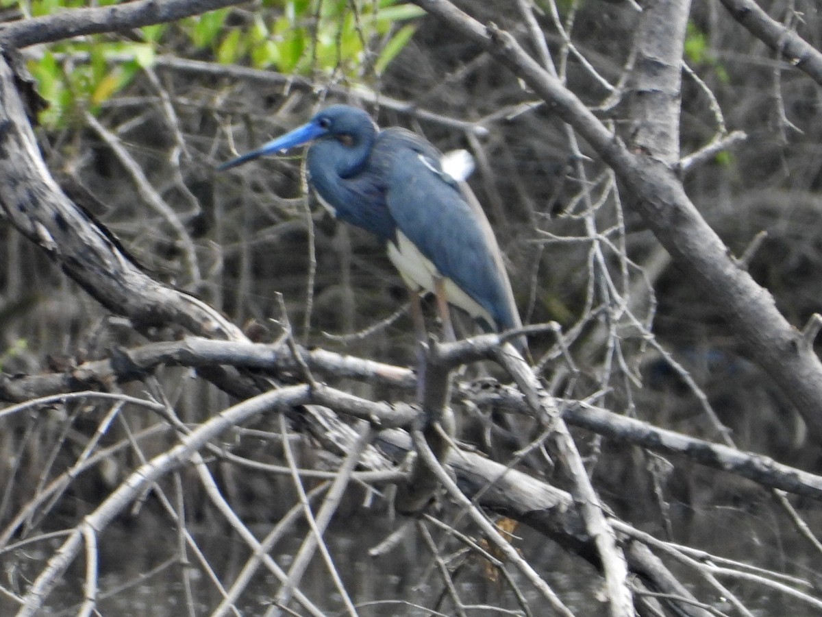 Little Blue Heron - Ramon Mena