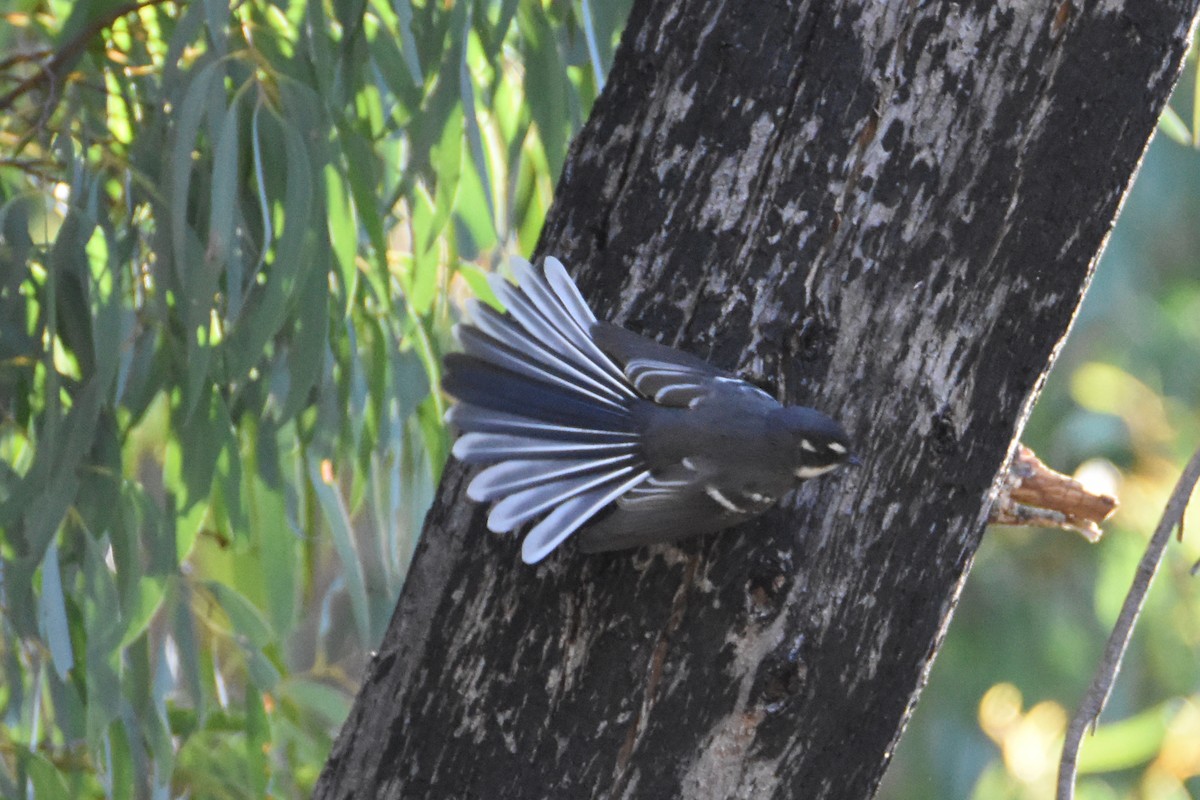 Gray Fantail - ML620552126