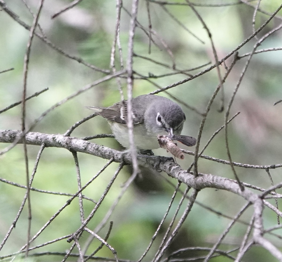 Cassin's Vireo - ML620552127