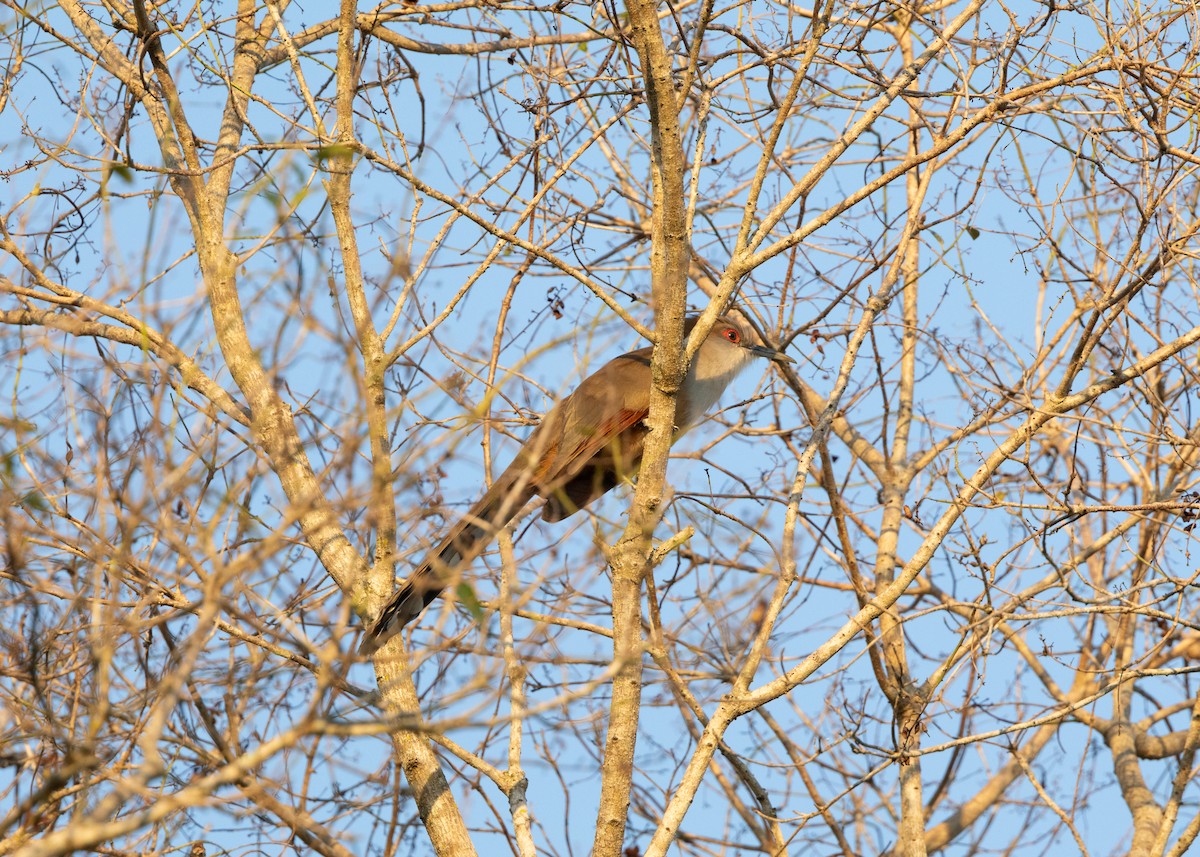 Great Lizard-Cuckoo - ML620552131