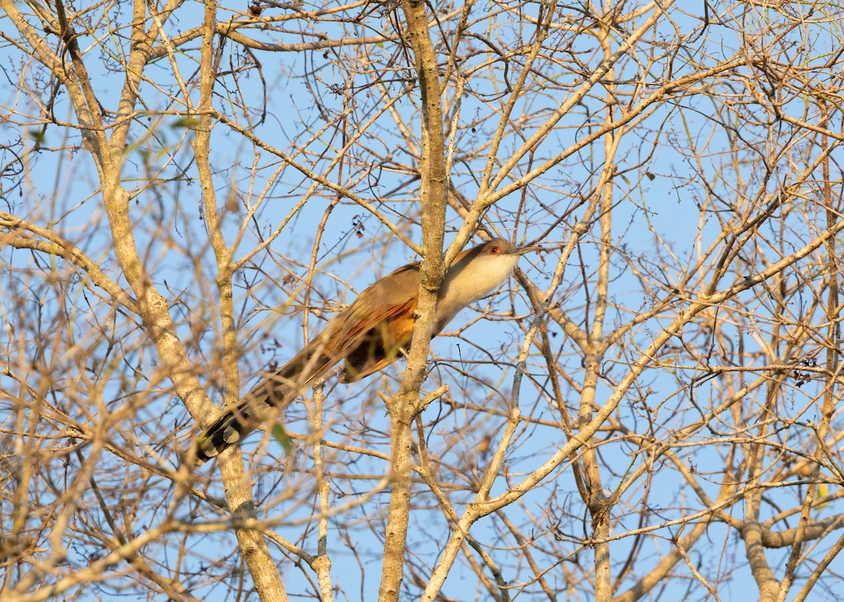 Great Lizard-Cuckoo - ML620552132