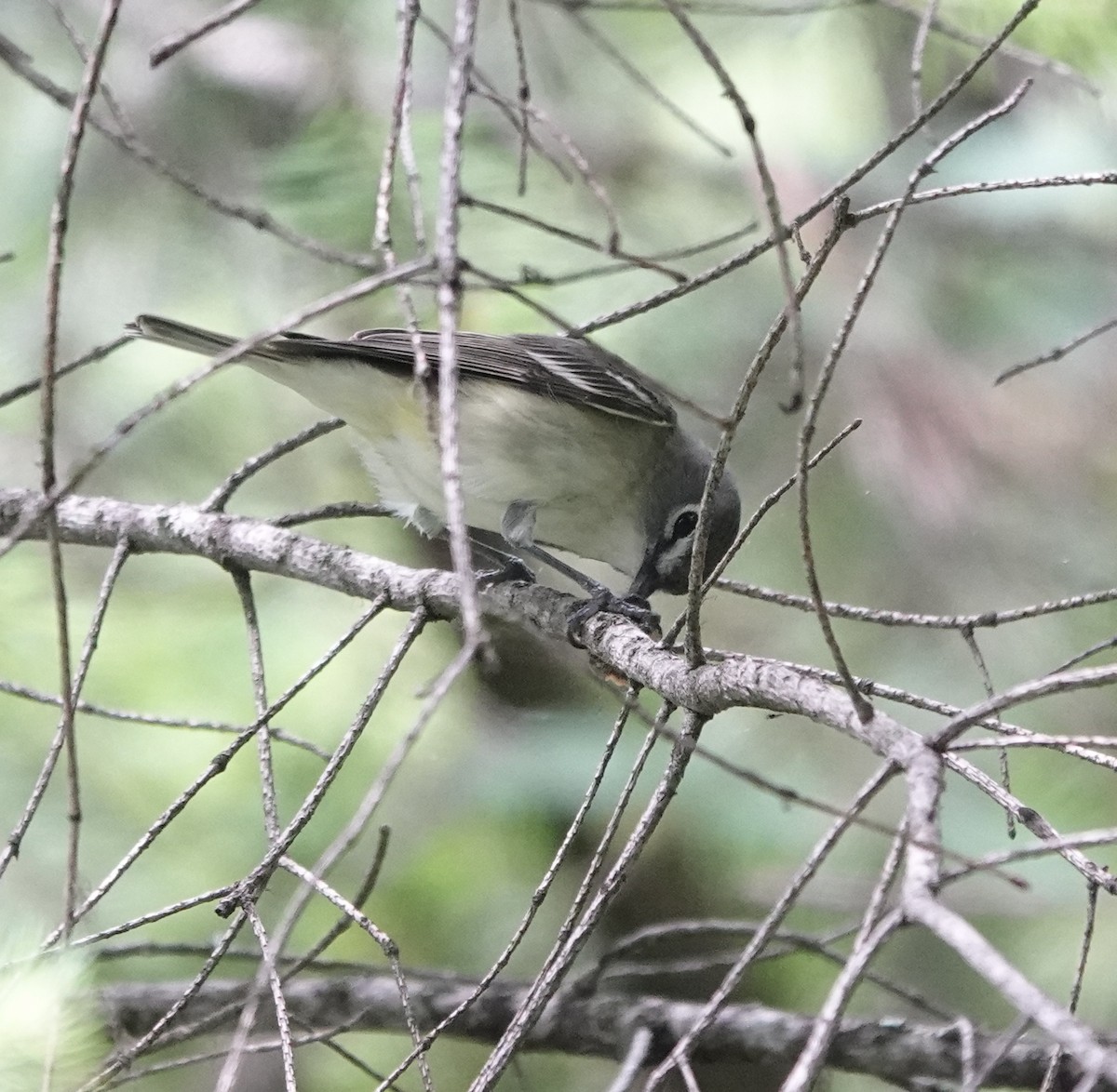 Cassin's Vireo - ML620552133