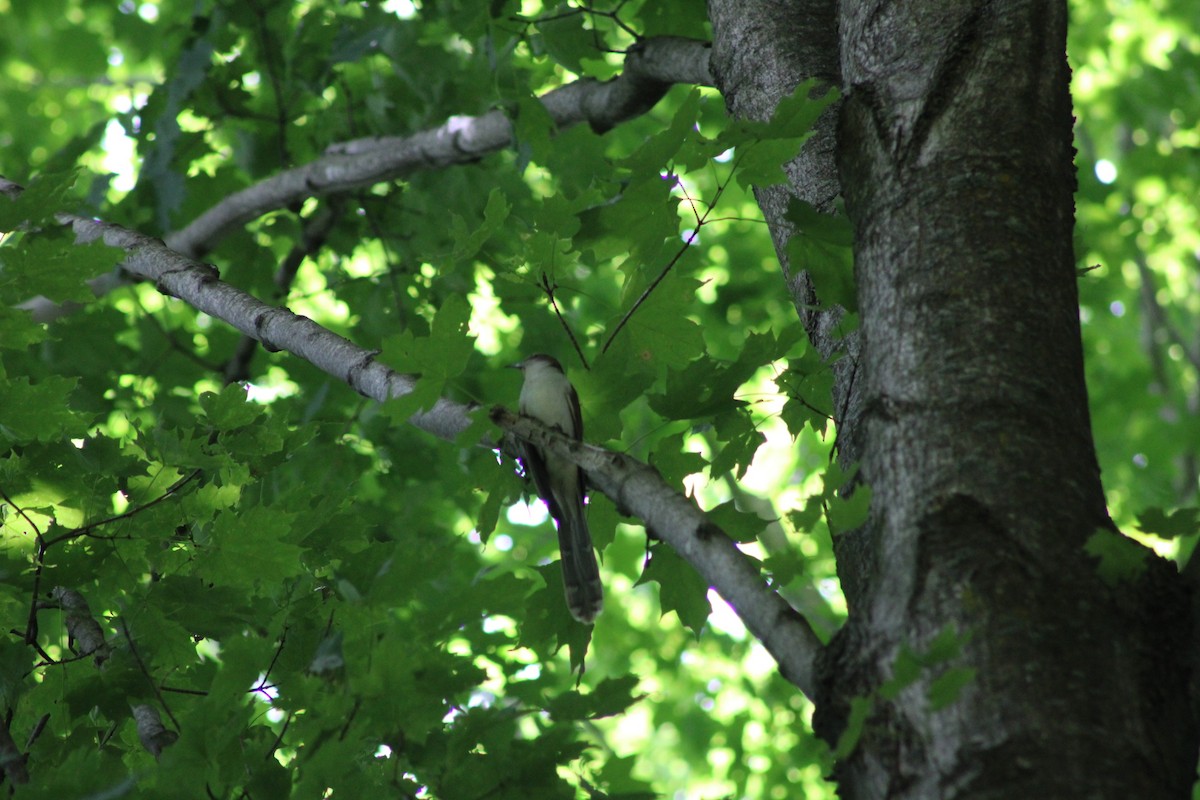 Black-billed Cuckoo - ML620552167