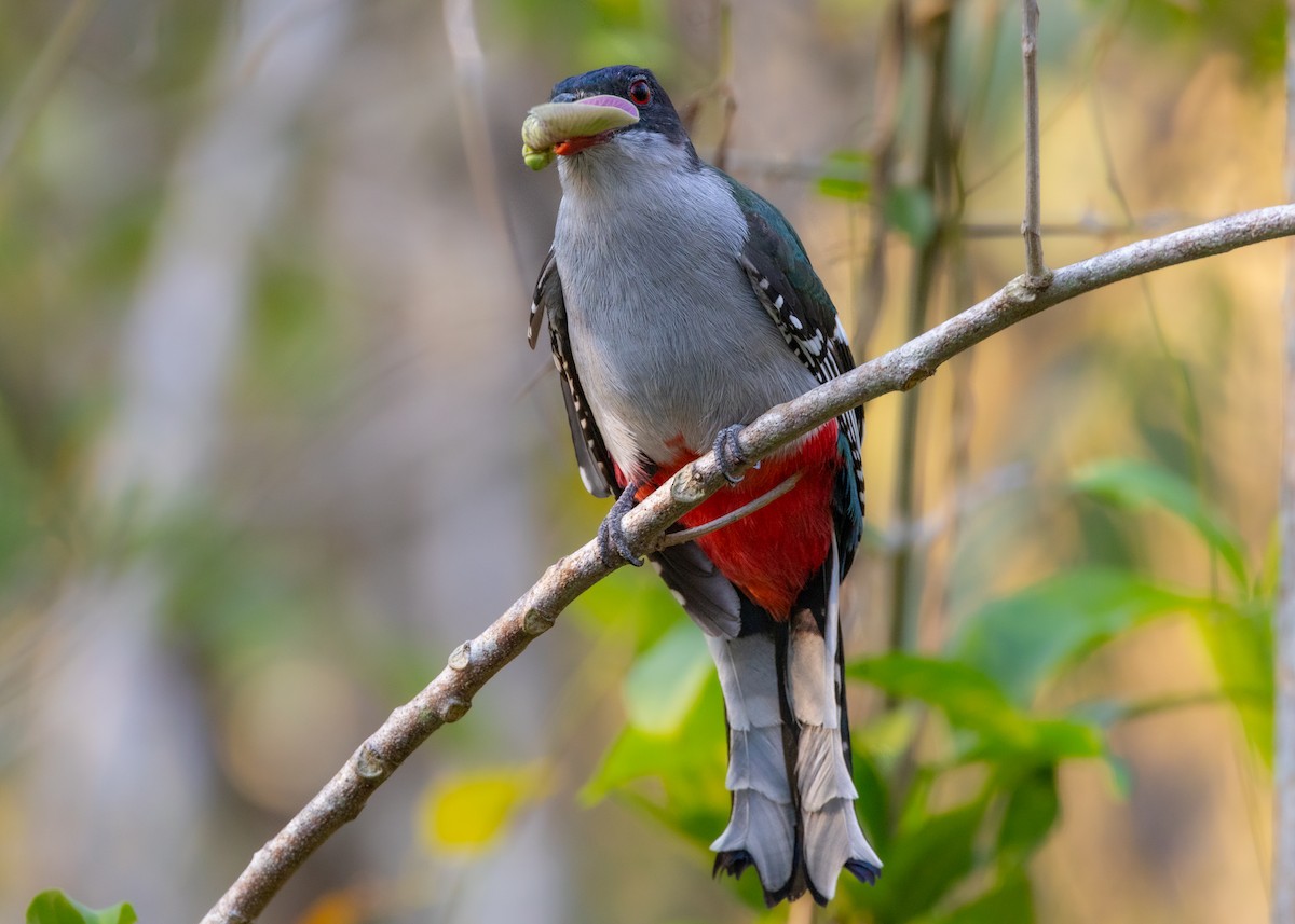 Cuban Trogon - ML620552190