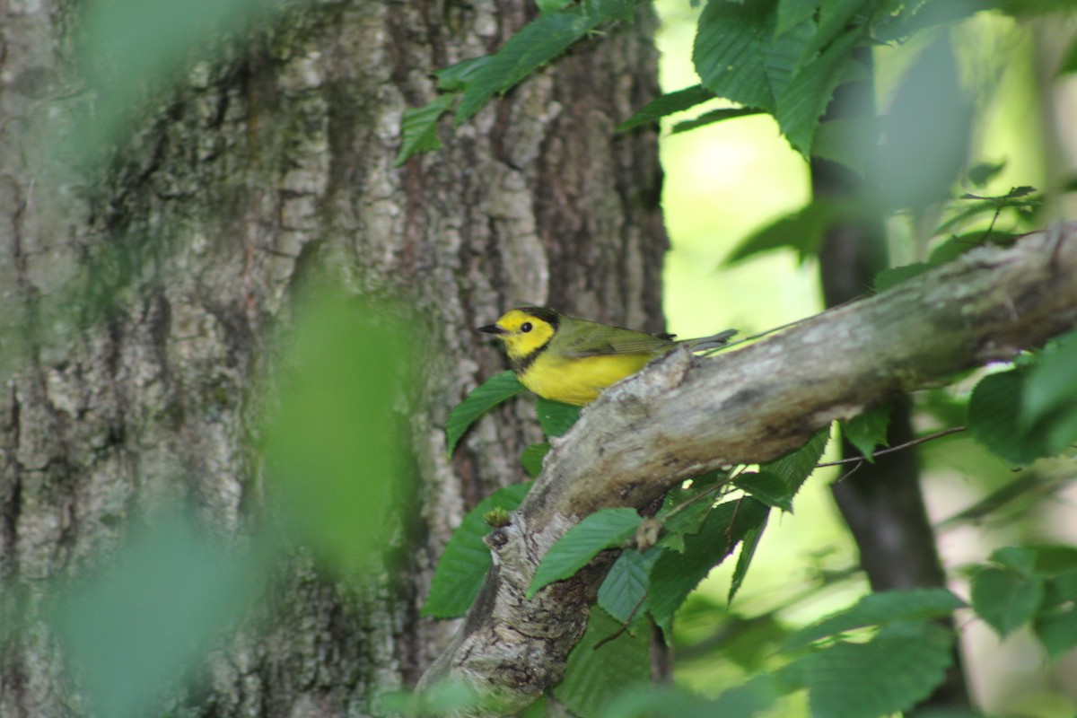 Hooded Warbler - ML620552196