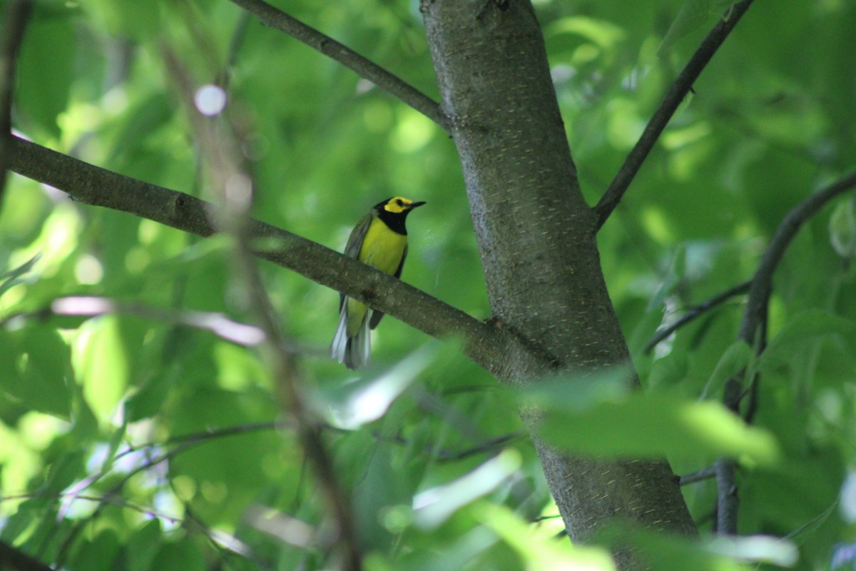 Hooded Warbler - ML620552197