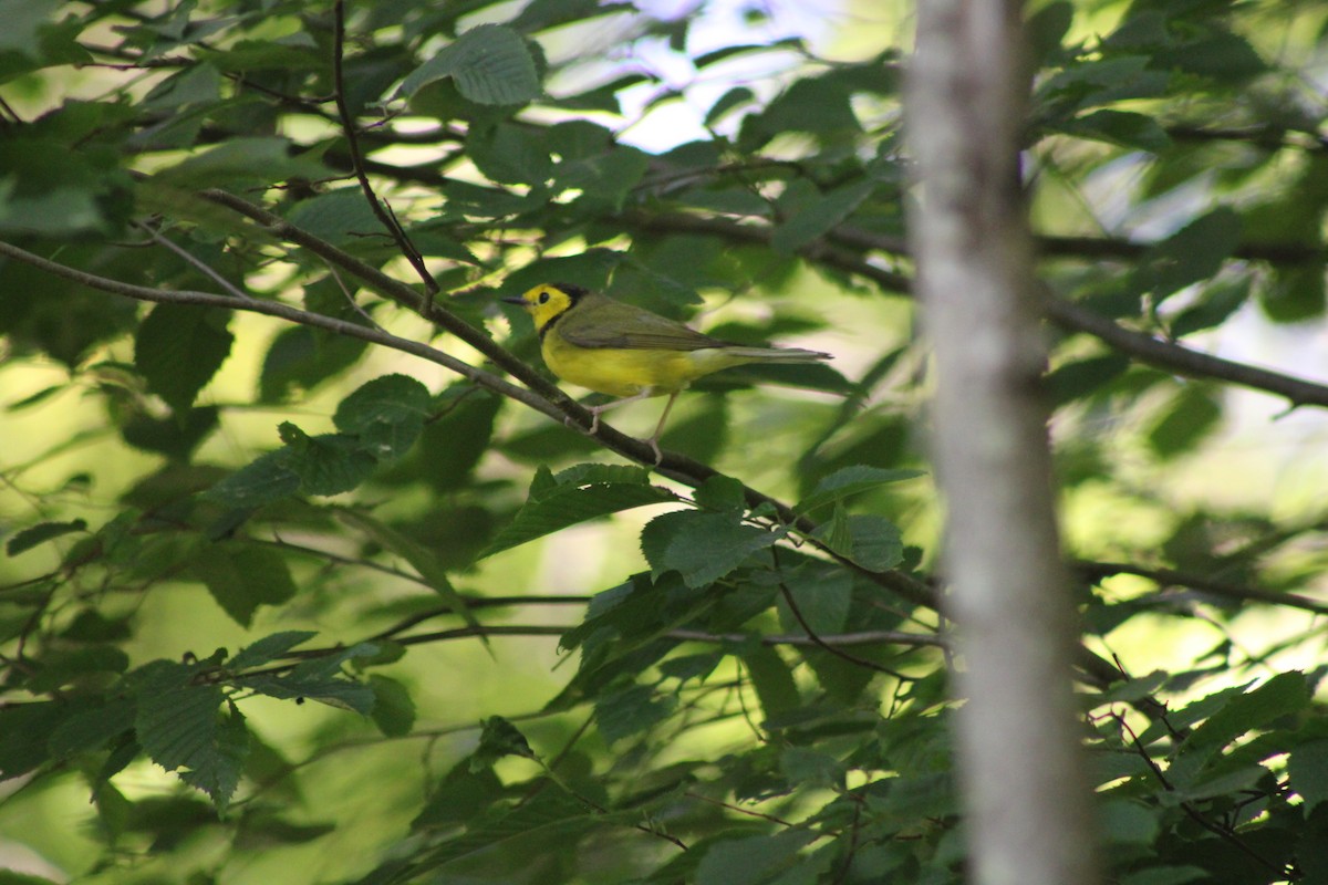 Hooded Warbler - ML620552198