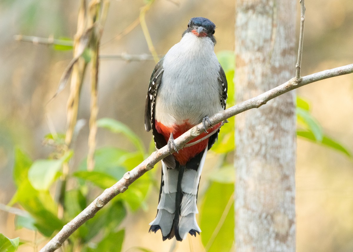 Cuban Trogon - ML620552208