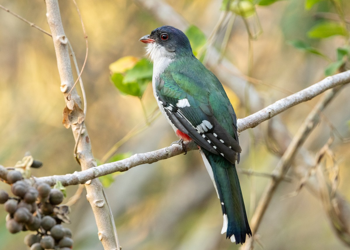 Cuban Trogon - ML620552209