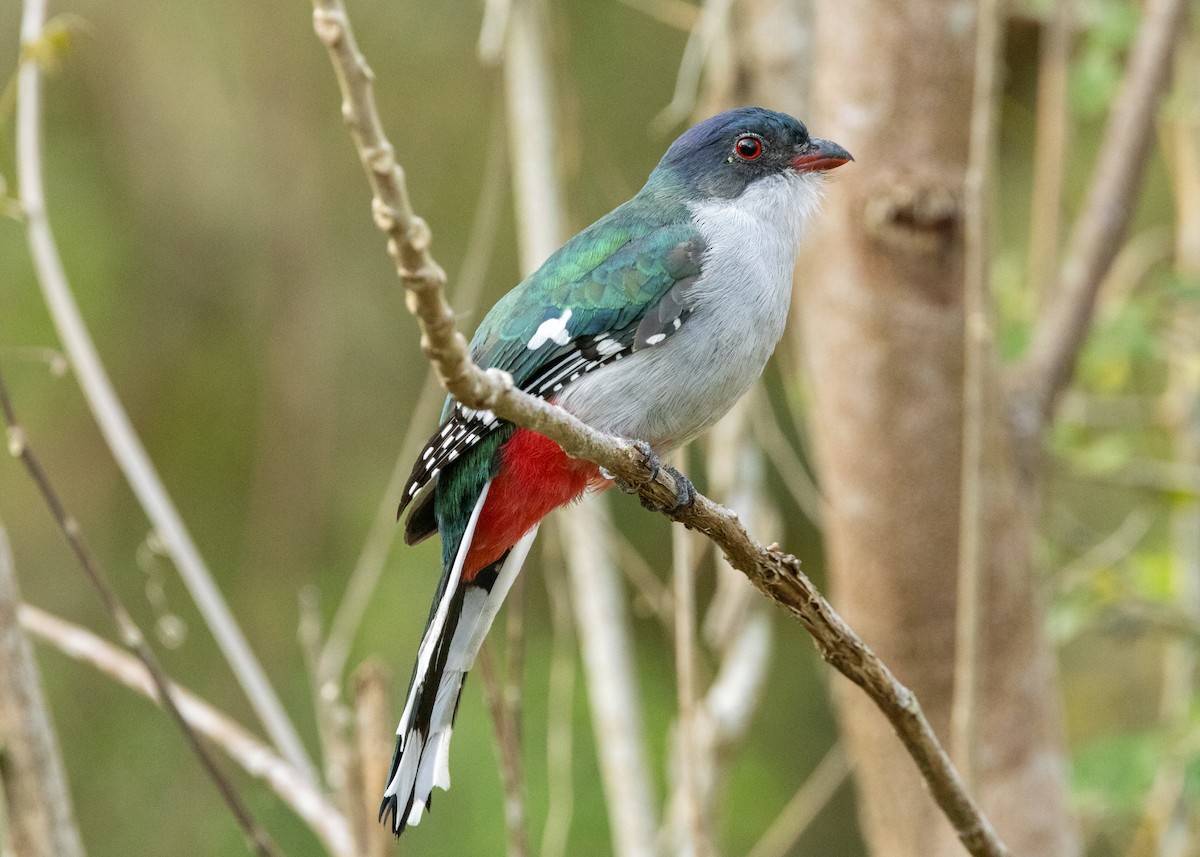 Cuban Trogon - ML620552221