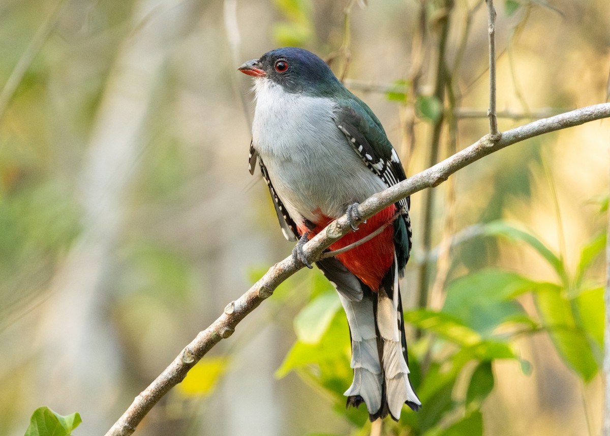 Cuban Trogon - Silvia Faustino Linhares