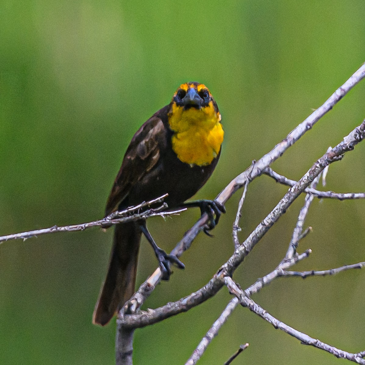 Yellow-headed Blackbird - ML620552271