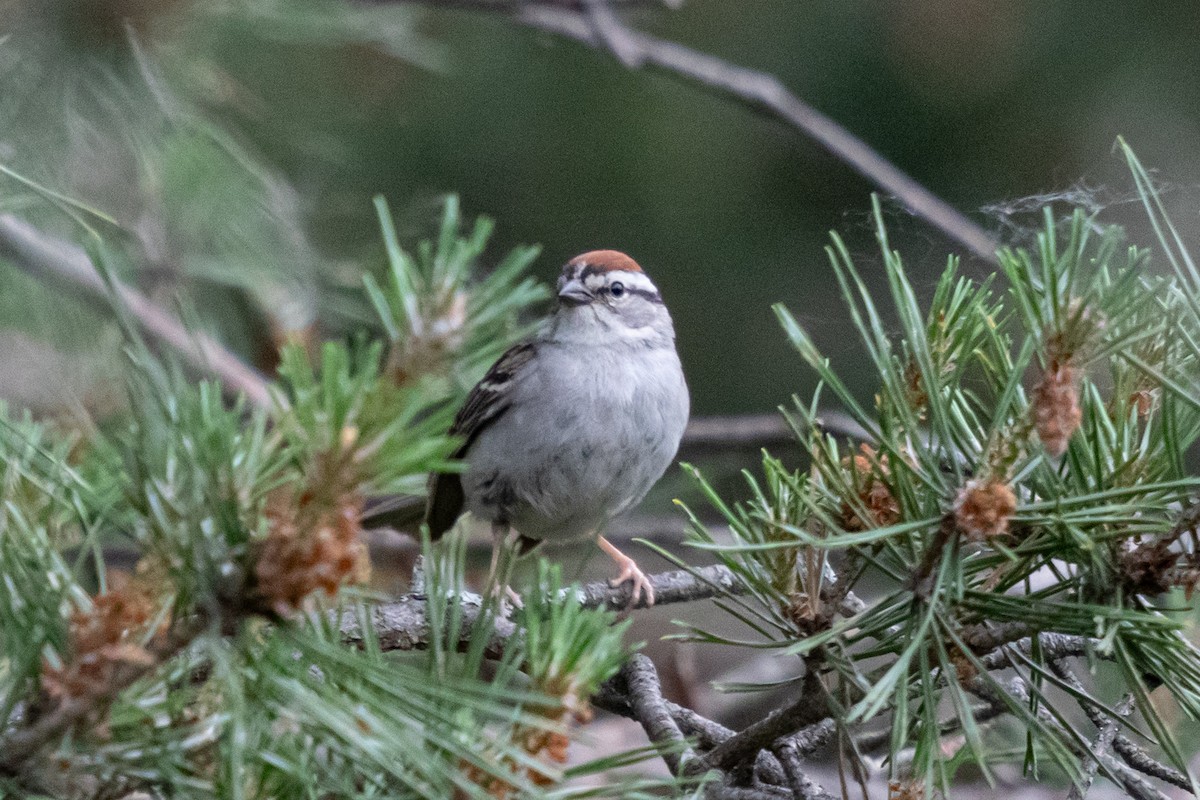 Chipping Sparrow - ML620552361