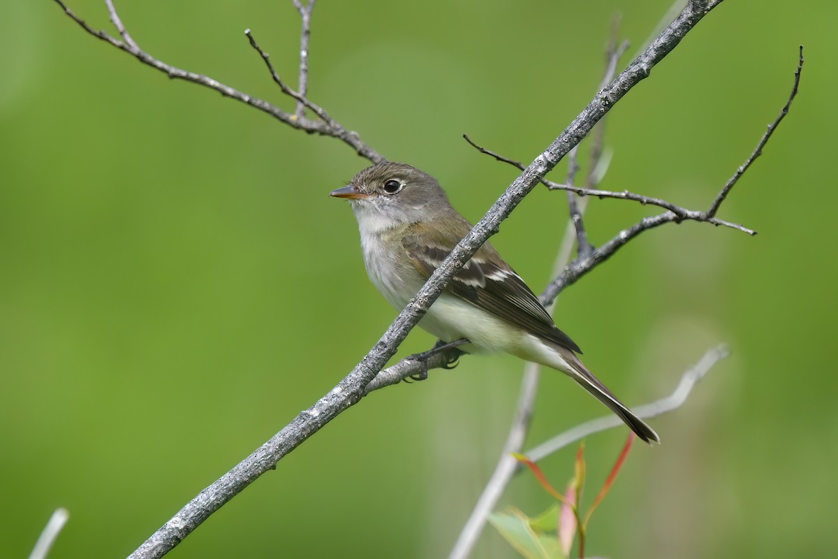 Alder Flycatcher - ML620552377