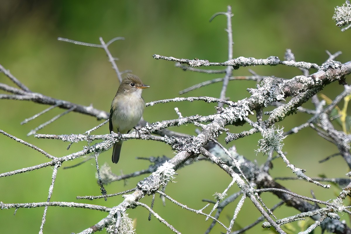 Alder Flycatcher - ML620552389