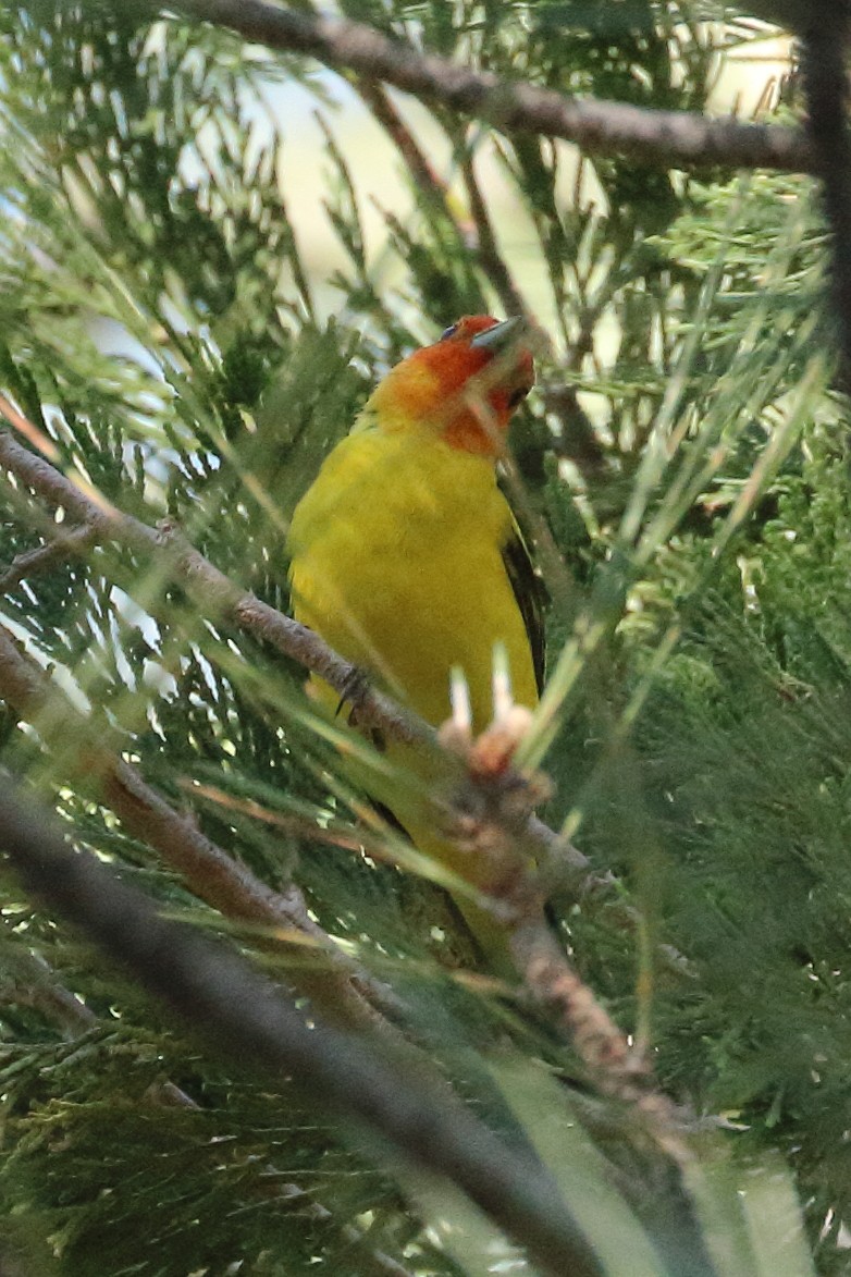 Western Tanager - ML620552390