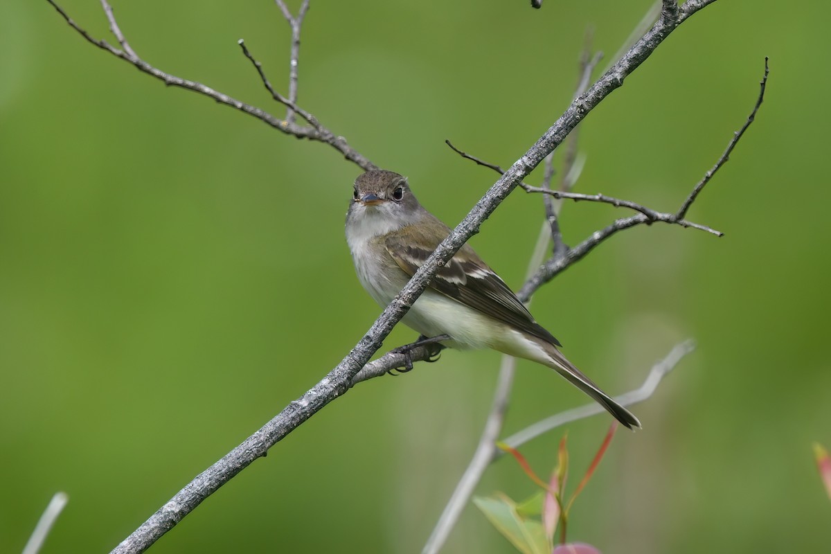 Alder Flycatcher - ML620552394