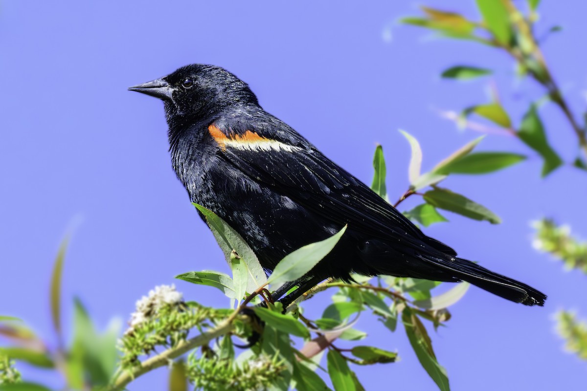 Red-winged Blackbird - ML620552436