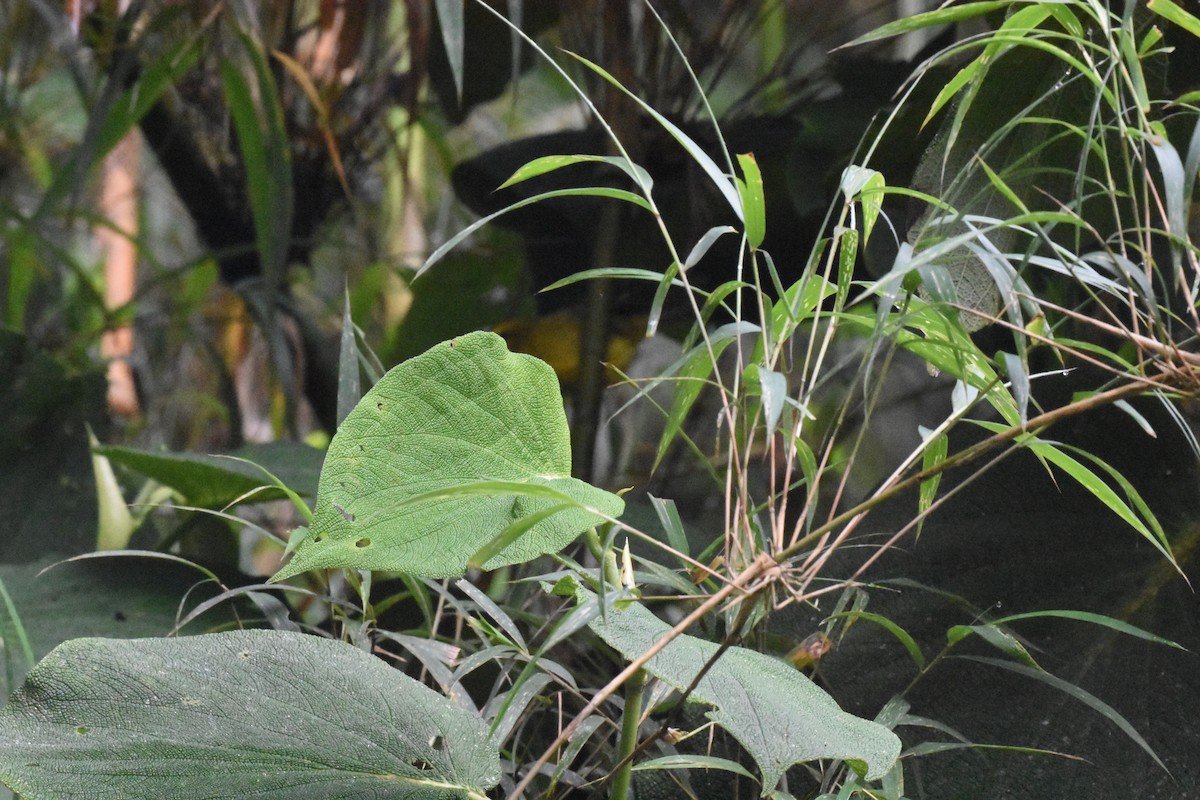 Black-crested Warbler - ML620552438