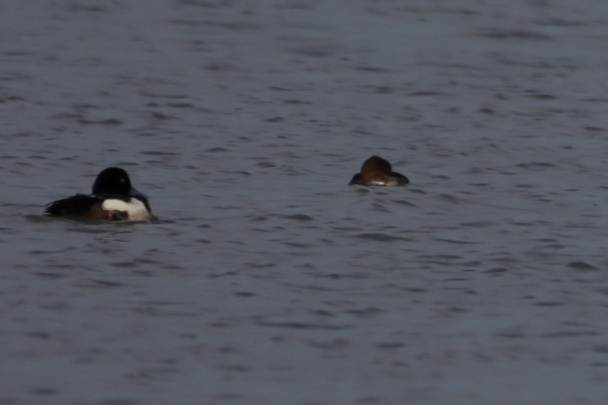 Greater Scaup - ML620552443