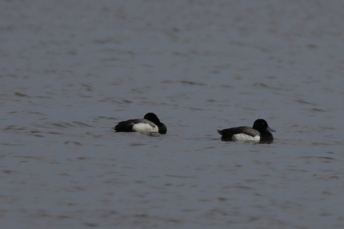 Greater Scaup - ML620552444