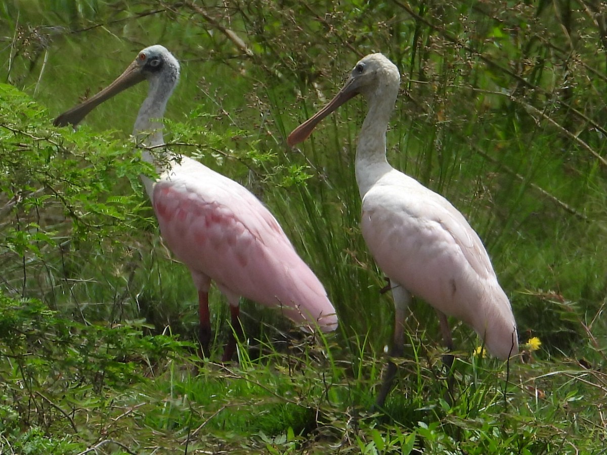 Roseate Spoonbill - ML620552488