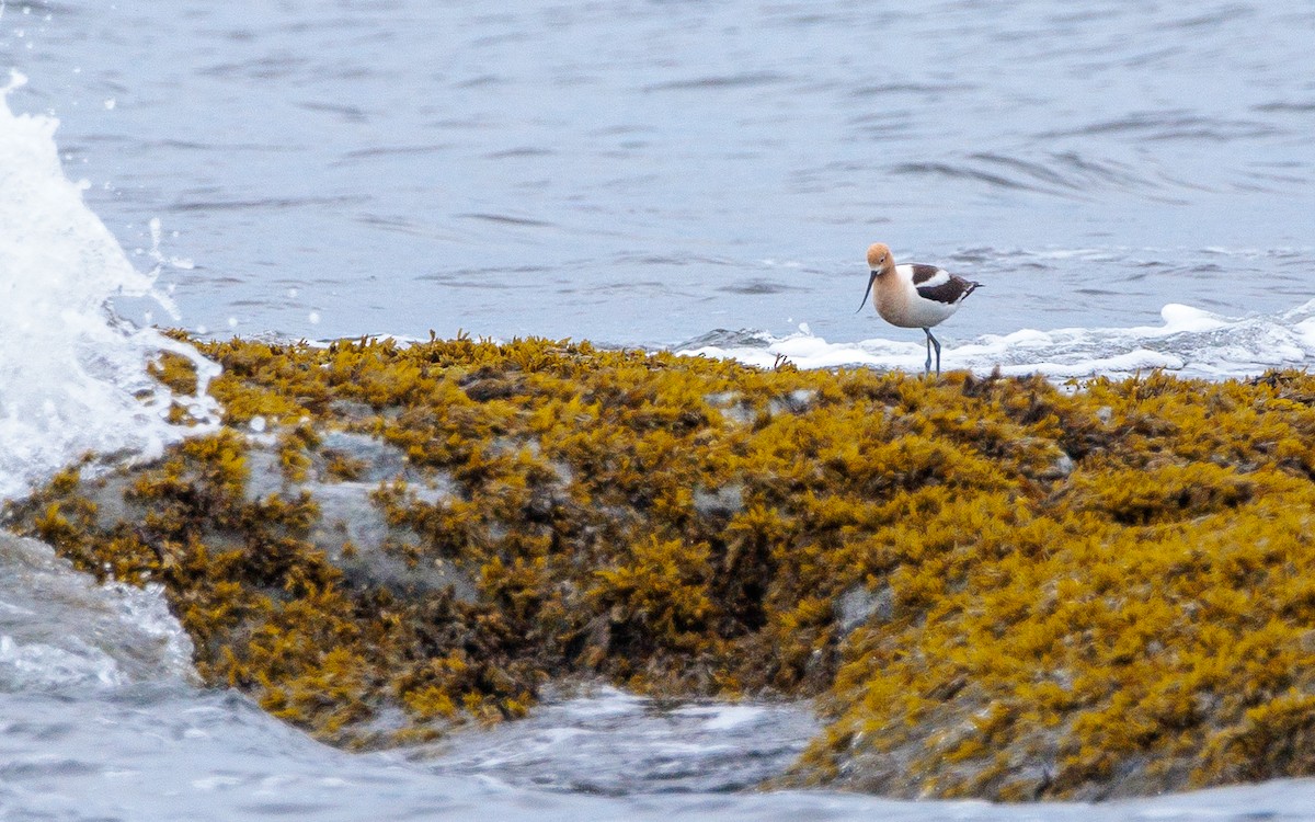 Avoceta Americana - ML620552496