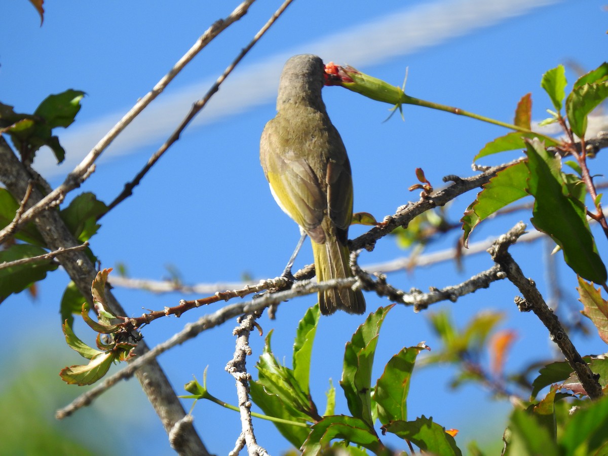 Brown Honeyeater - ML620552497