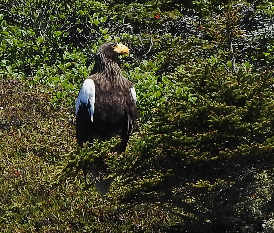 Steller's Sea-Eagle - ML620552512