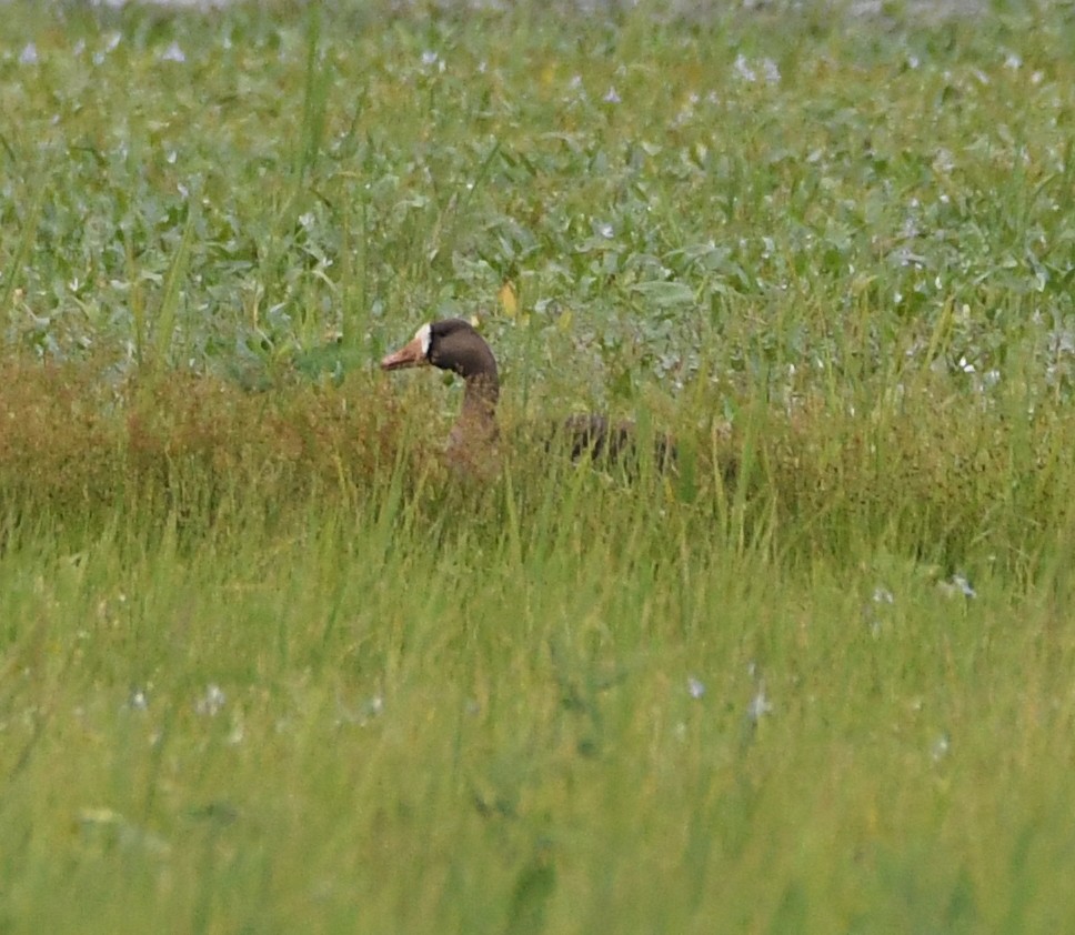 Greater White-fronted Goose - ML620552527