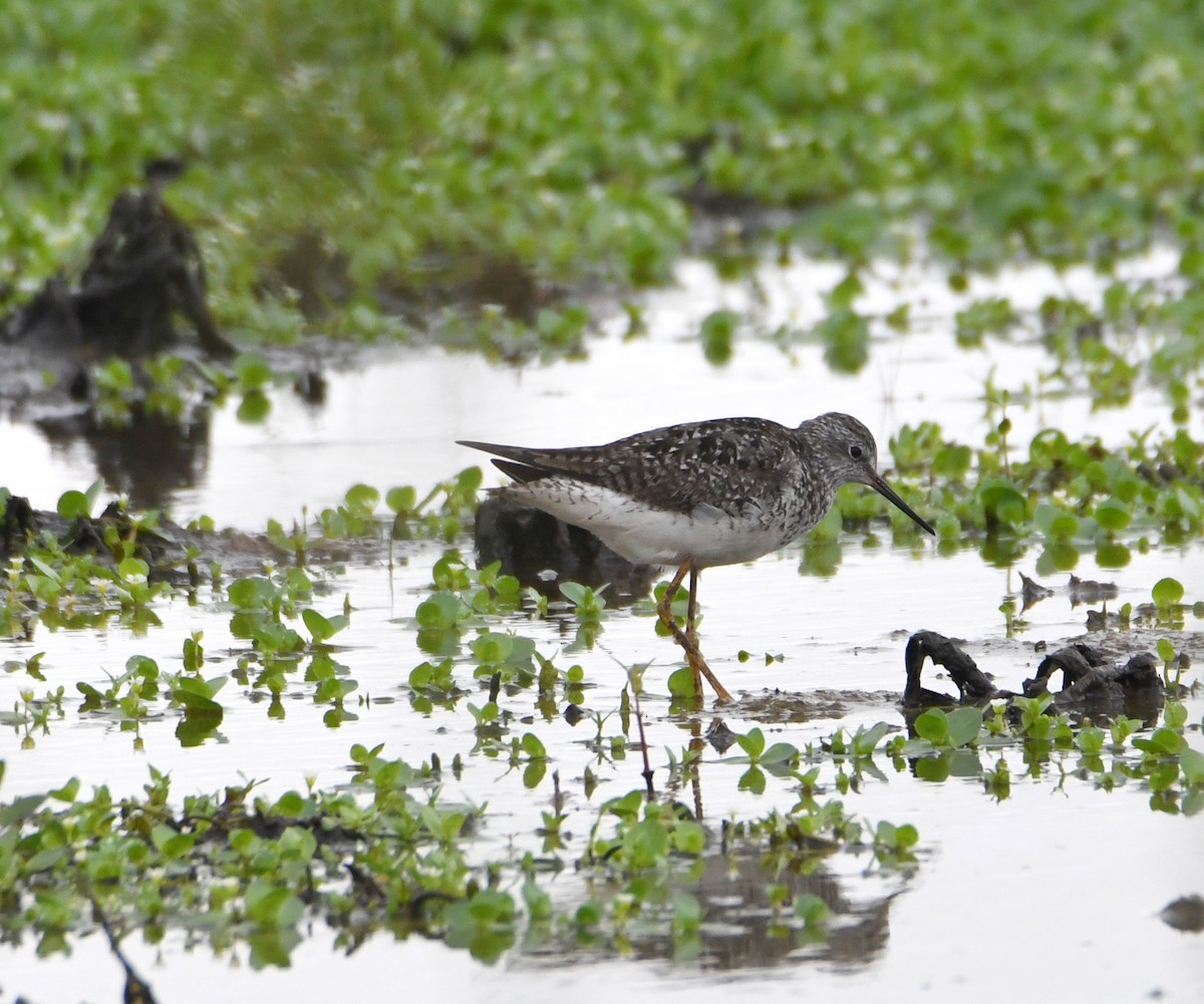 Lesser Yellowlegs - ML620552536