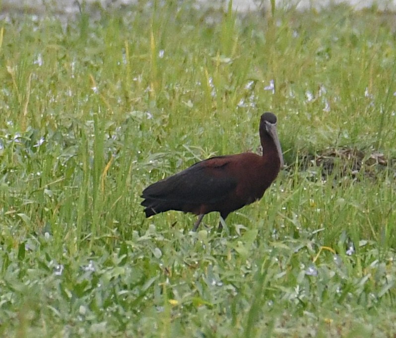 ibis hnědý - ML620552549