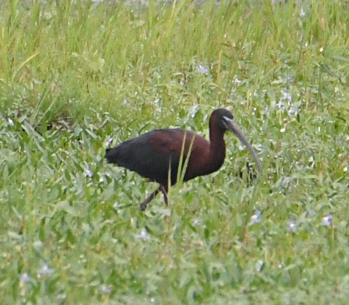 ibis hnědý - ML620552550