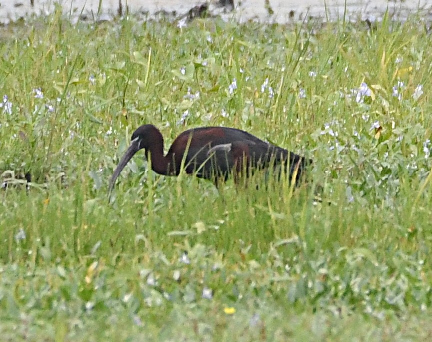 ibis hnědý - ML620552551