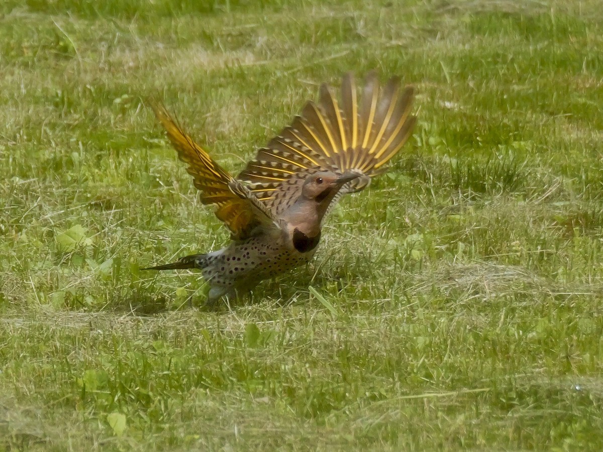 Northern Flicker (Yellow-shafted) - Valerie Gebert